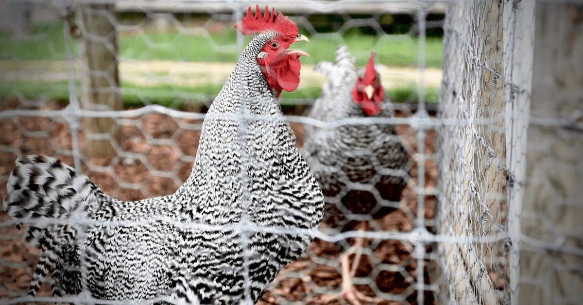 Featured Image for Yard Chickens 101